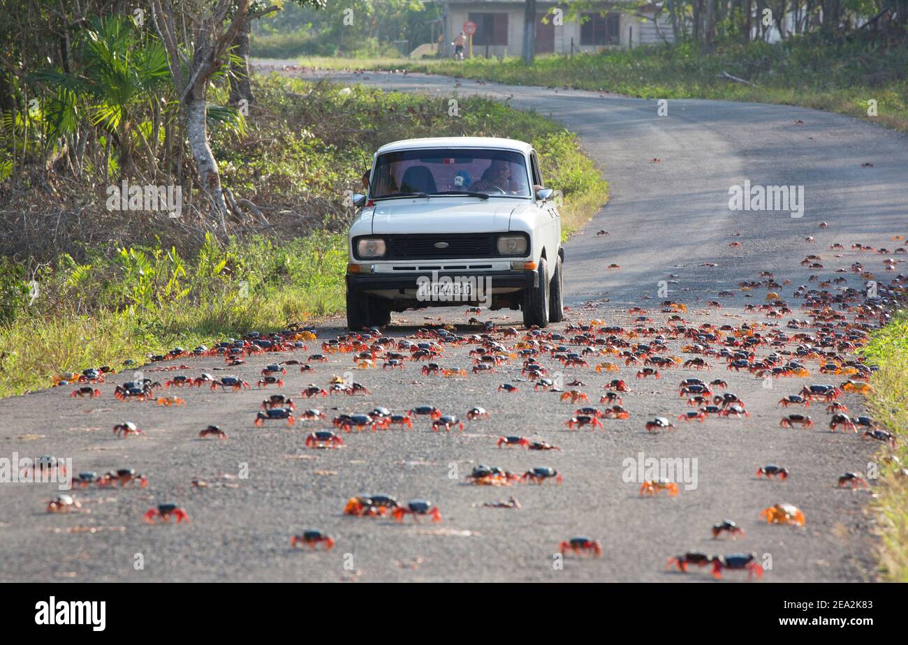 Cuban Land Crabs, Gecarcinus ruricola, crossing road on Spring migration, about to be runover by car. March, Playa Giron, Zapata, Cuba Stock Photo