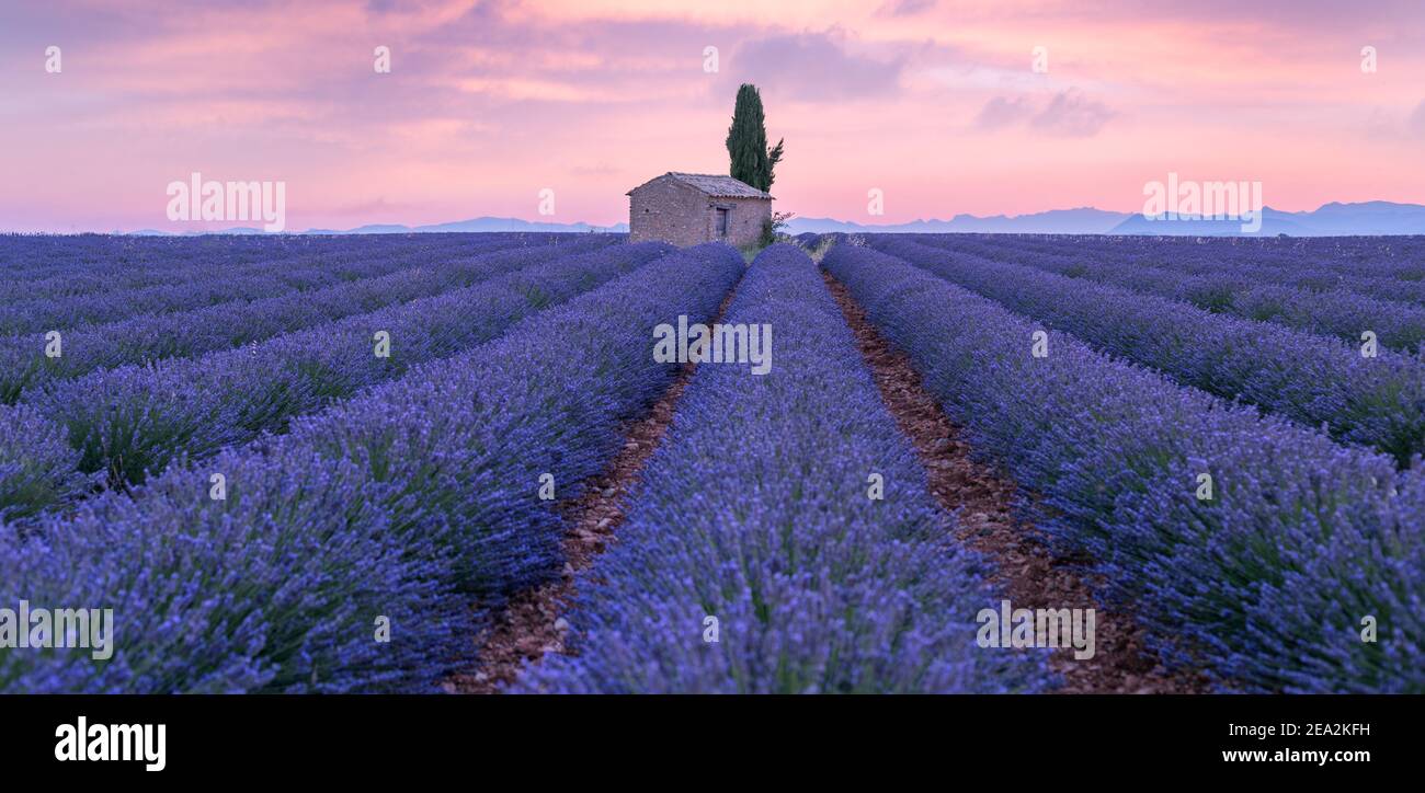 Lavender field at sunrise, full bloom purple flowers. Provence, France Stock Photo