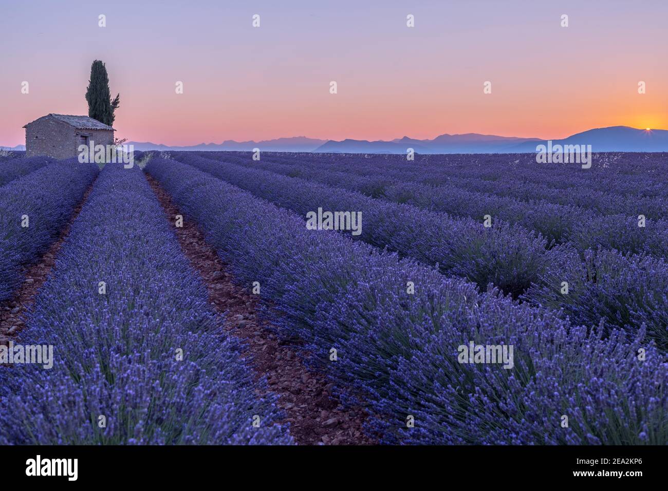 Lavender field at sunrise, full bloom purple flowers. Provence, France Stock Photo