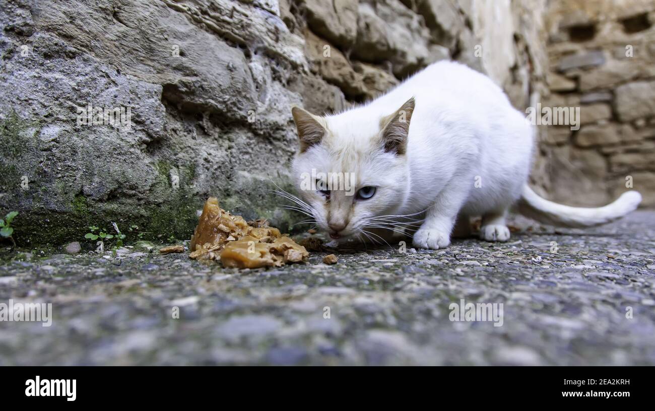 Stray cats eating in the street, detail of abandoned animals Stock Photo -  Alamy