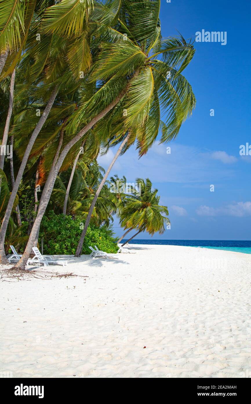 Small island in the Maldives covered by palms and surrounded by turquoise blue waters with with