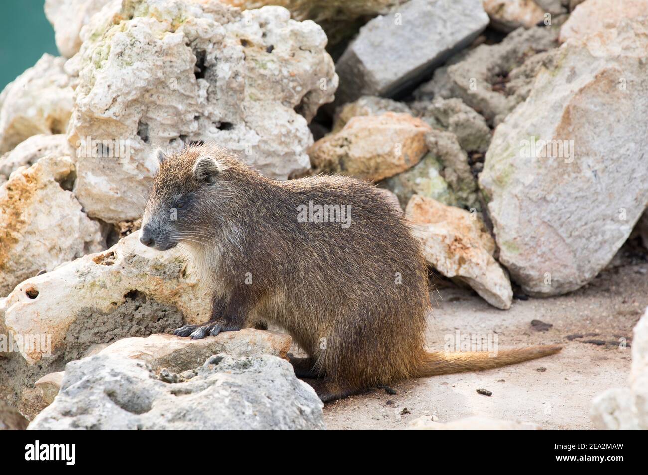Cuban Hutia or Desmarest's Hutia, Capromys pilorides, single adult ...