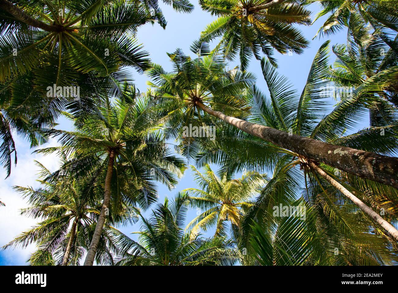 Small island in the Maldives covered by palms and surrounded by turquoise blue waters with with