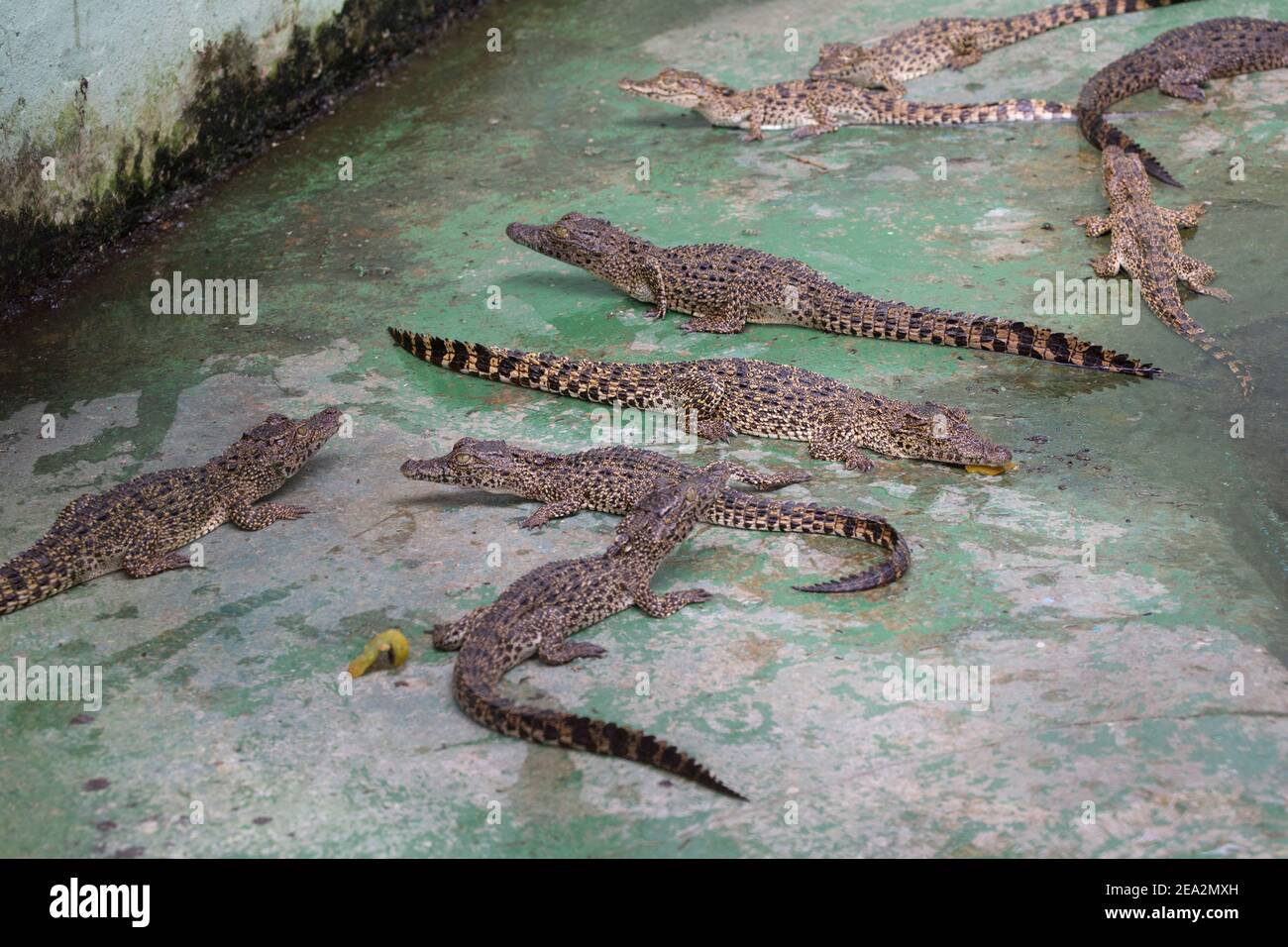 Cuban Crocodiles, Crocodylus rhombifer, young animals in breeding pen, La Boca Crocodile Farm, Zapata, Matanzas, Cuba (Captive) Stock Photo