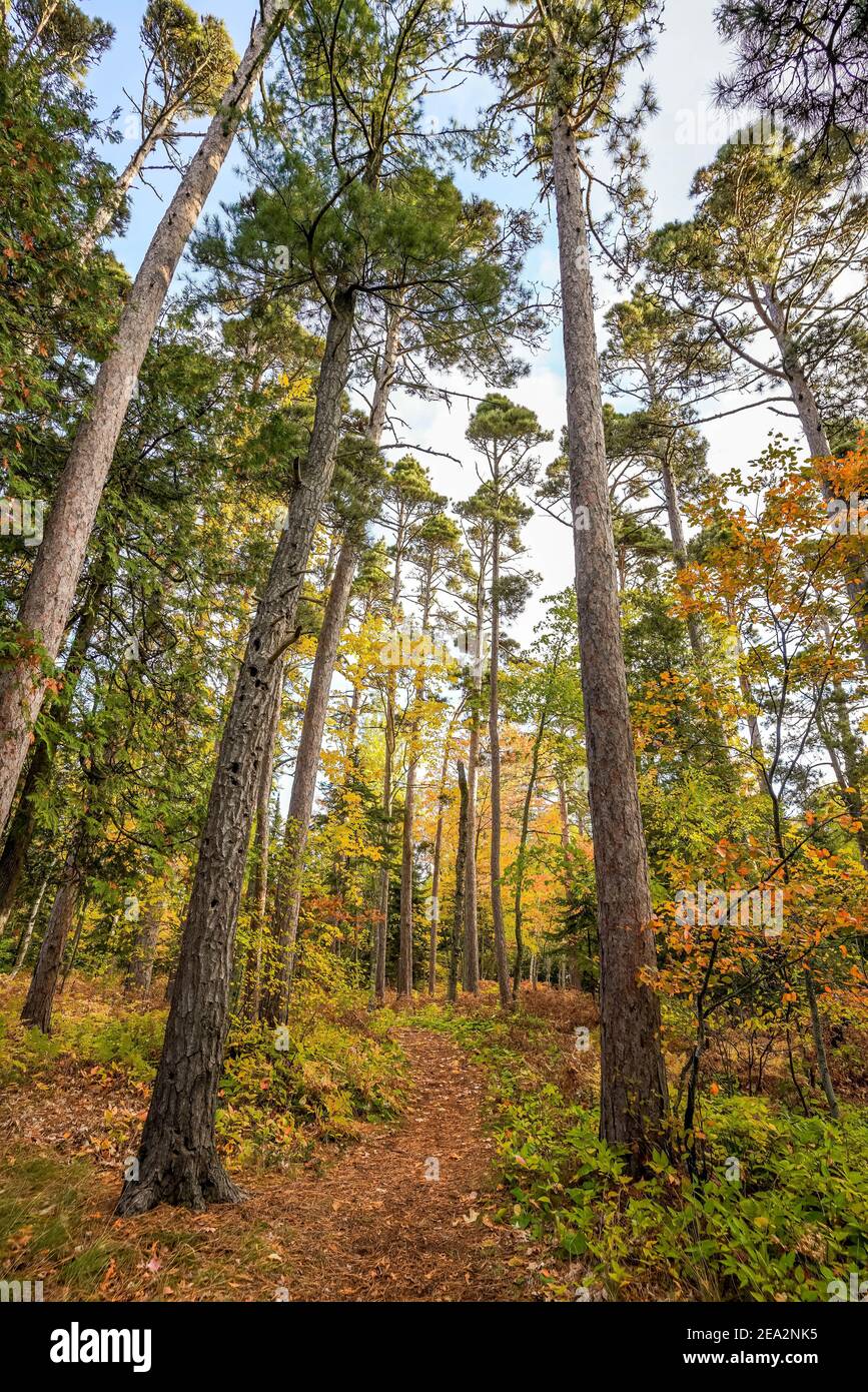 Tall trees along a walking path at Lake Superior in Upper Peninsula