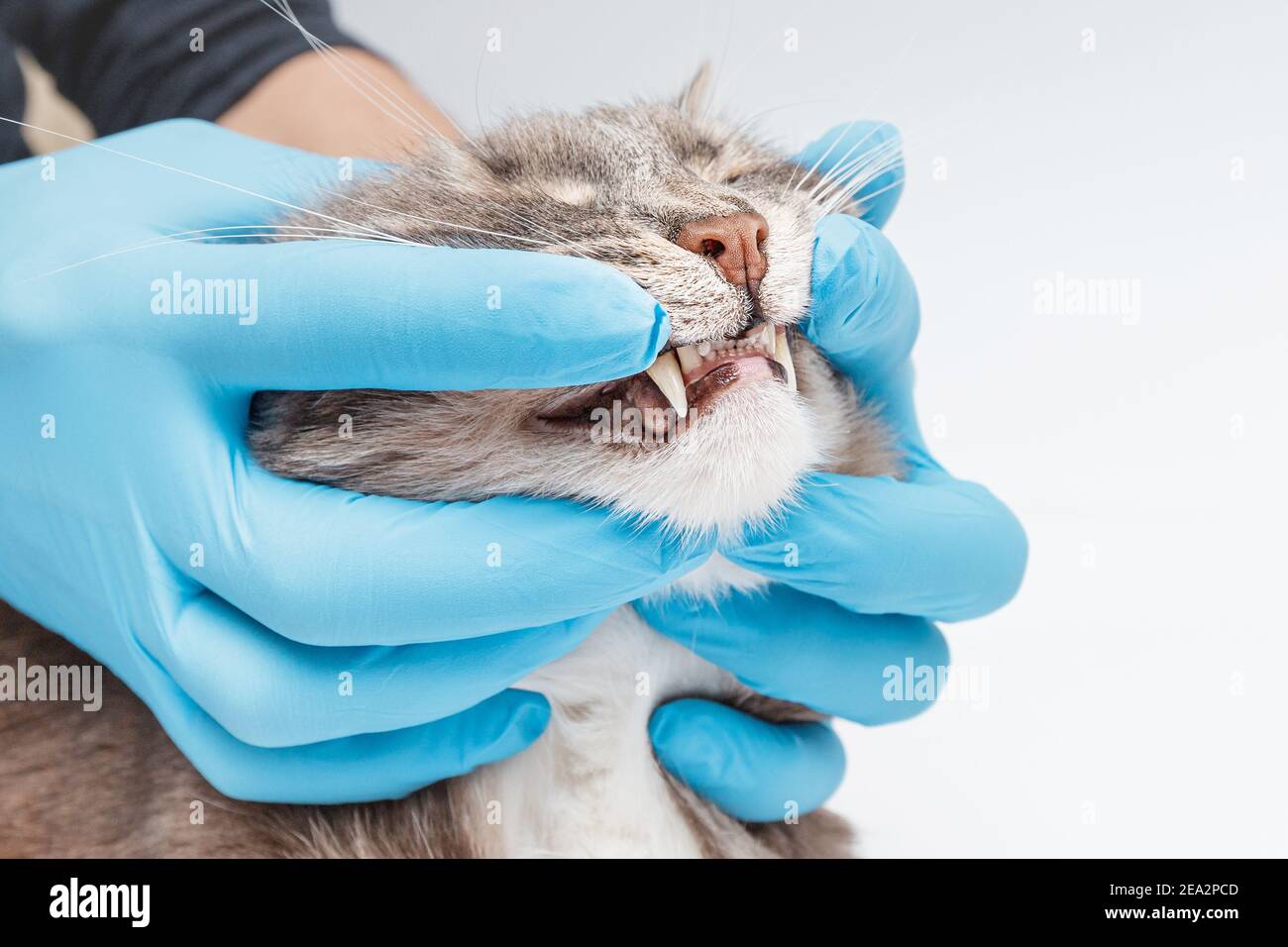 Veterinarian dentist checks the condition and health of the cat's teeth in the clinic. Health and longevity of your pet Stock Photo