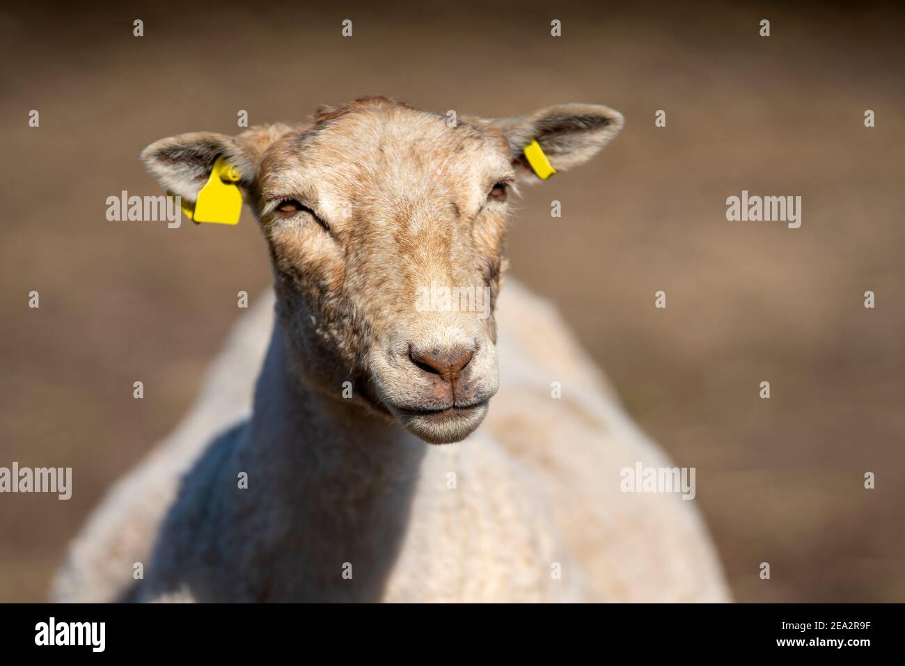 Breeding of Scandinavian Sheep on rural farm on the countryside Stock Photo