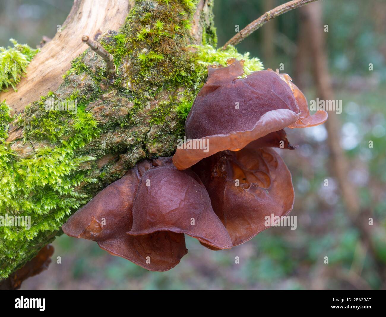 Jelly ear / Jews Ear / wood ear fungus growing on a dead tree trunk in woodland Stock Photo