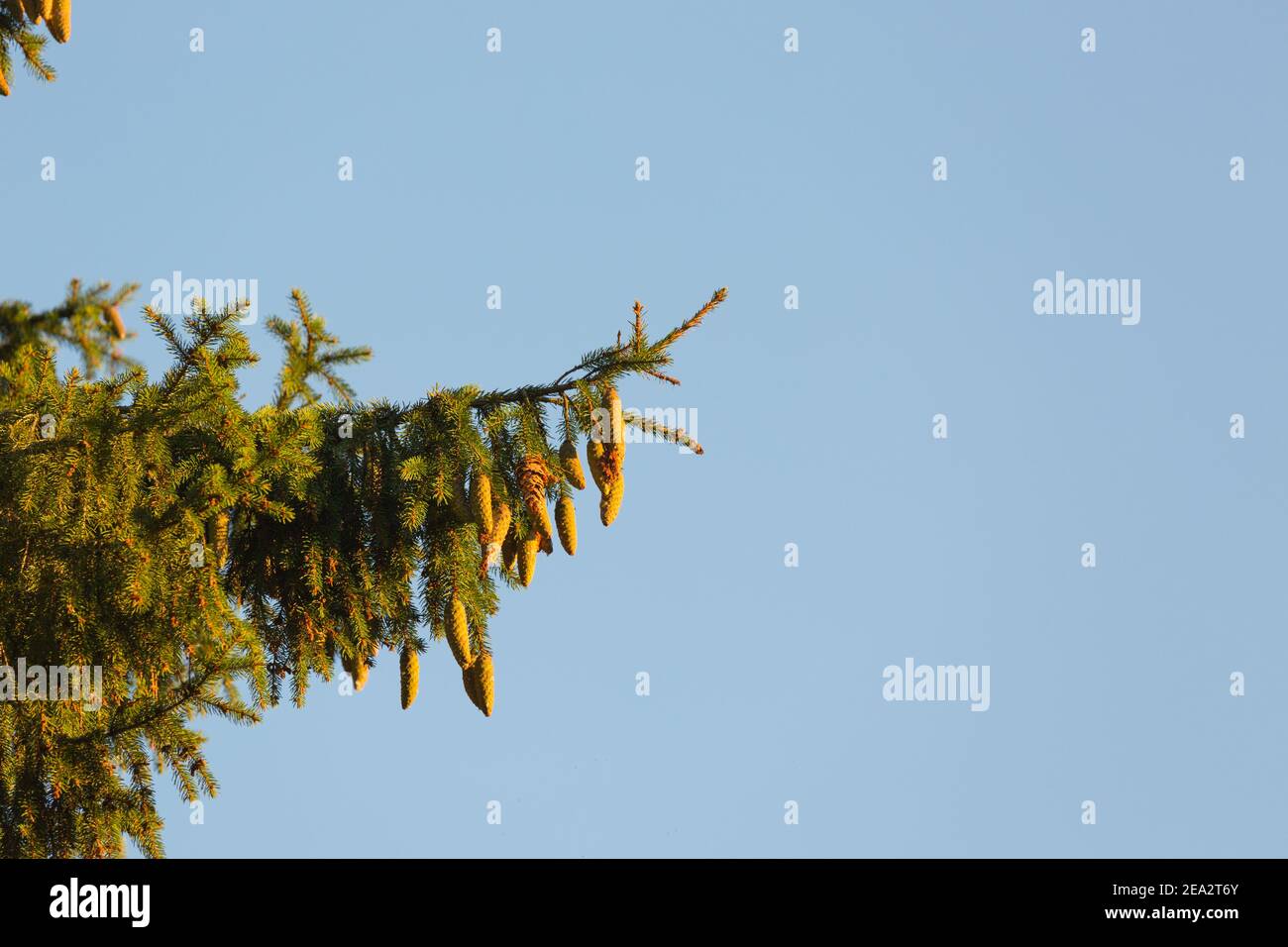 Spruce tree branches with a lot of cones are at sunset against the sky. Selective focus on cones. Stock Photo