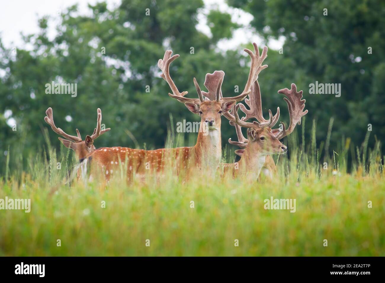Herd of fallow deer stags with antlers wrapped in velvet standing on meadow Stock Photo