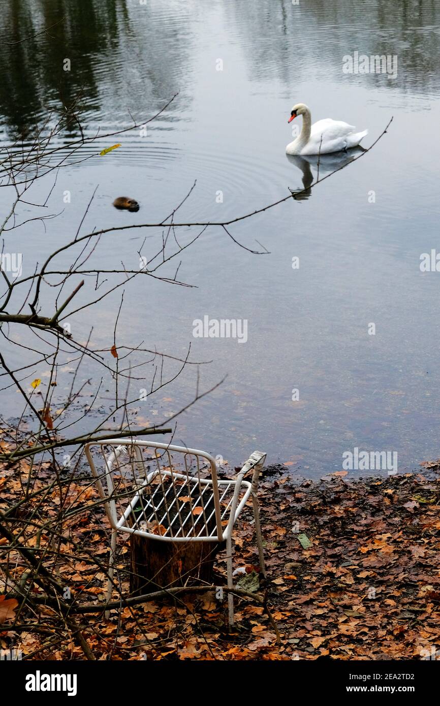 Wedtlenstedt, Germany. 11th Dec, 2020. A swan (Cygnus) and a nutria (Myocastor coypus) swim on a hidden fishing pond, an old lawn chair stands in the wilted leaves on the shore. Credit: Stefan Jaitner/dpa/Alamy Live News Stock Photo