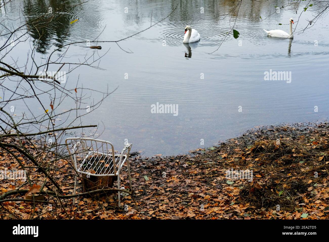 Wedtlenstedt, Germany. 11th Dec, 2020. Swans (Cygnus) and a nutria (Myocastor coypus) swim on a hidden fishing pond, an old lawn chair stands in wilted leaves on the shore. Credit: Stefan Jaitner/dpa/Alamy Live News Stock Photo