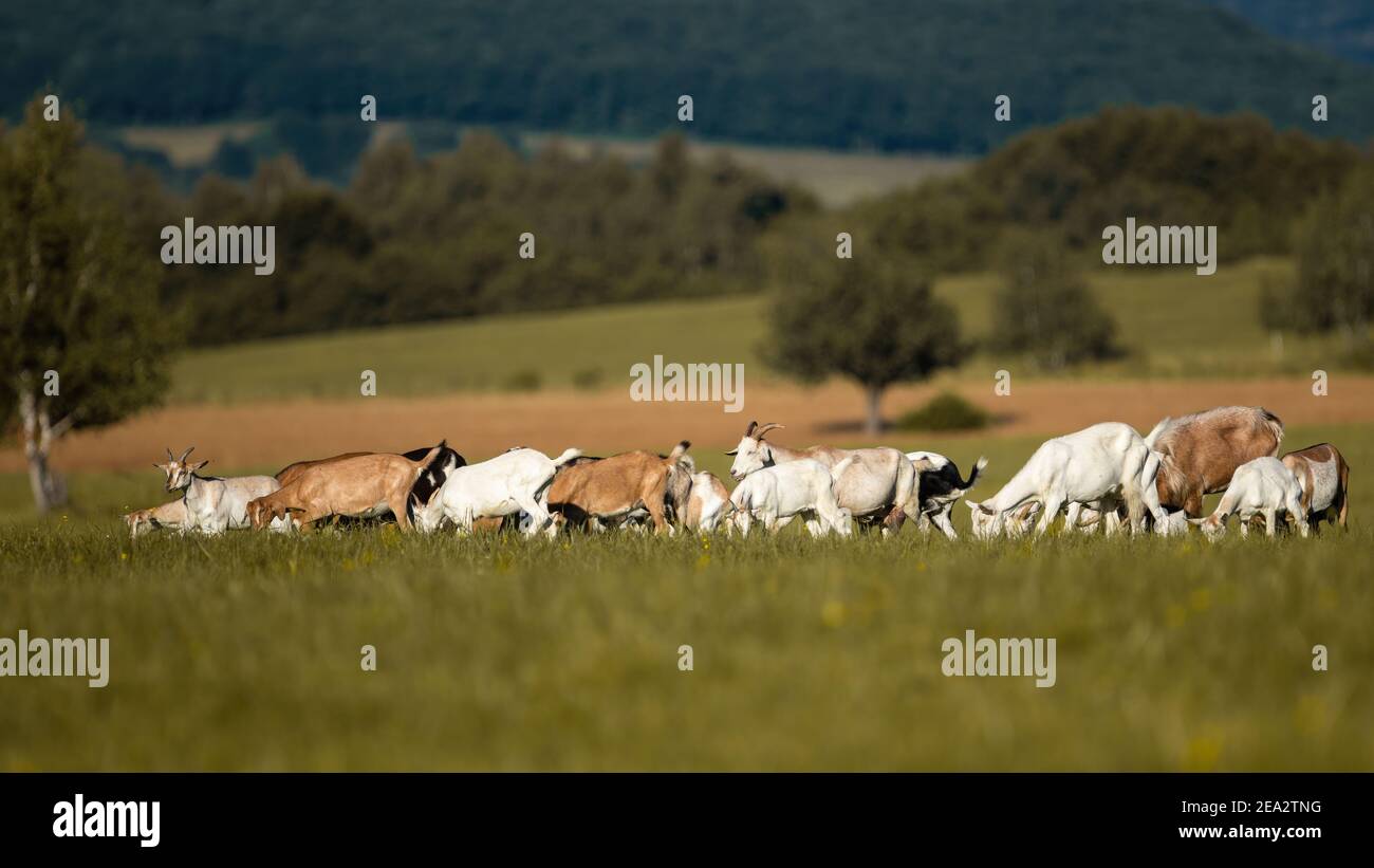Group of goats on pasture in sunny summer nature with blurred background. Stock Photo