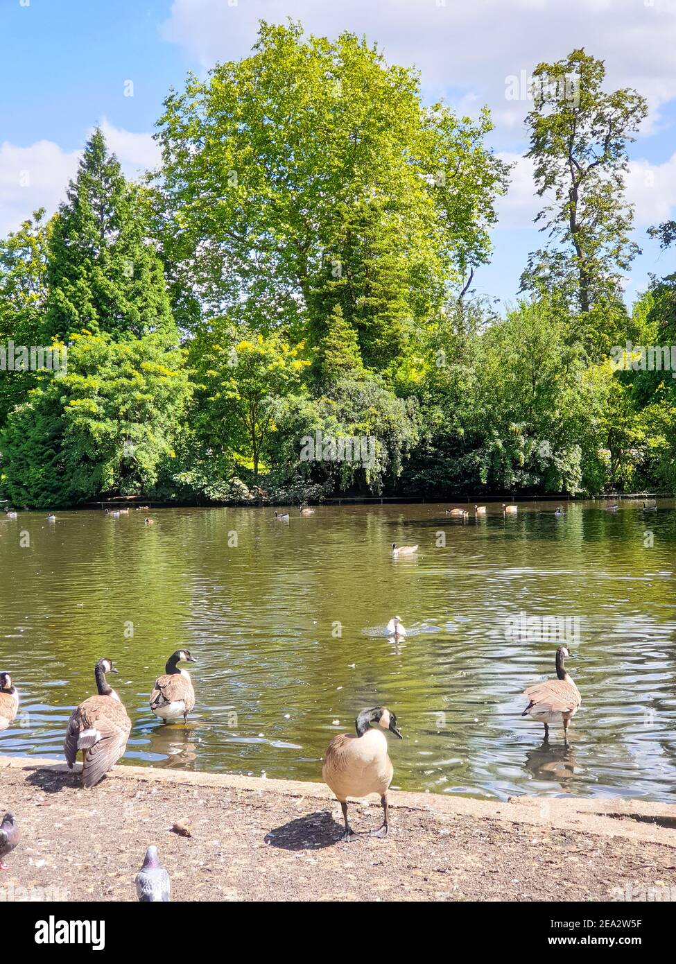 Canada goose birds, Cannon Hill Country Park at Summer in Birmingham,  England Stock Photo - Alamy