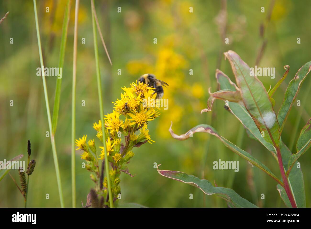 Flora of Lofoten islands in Norway. The bee close-up is on yellow flowers on green background. Stock Photo