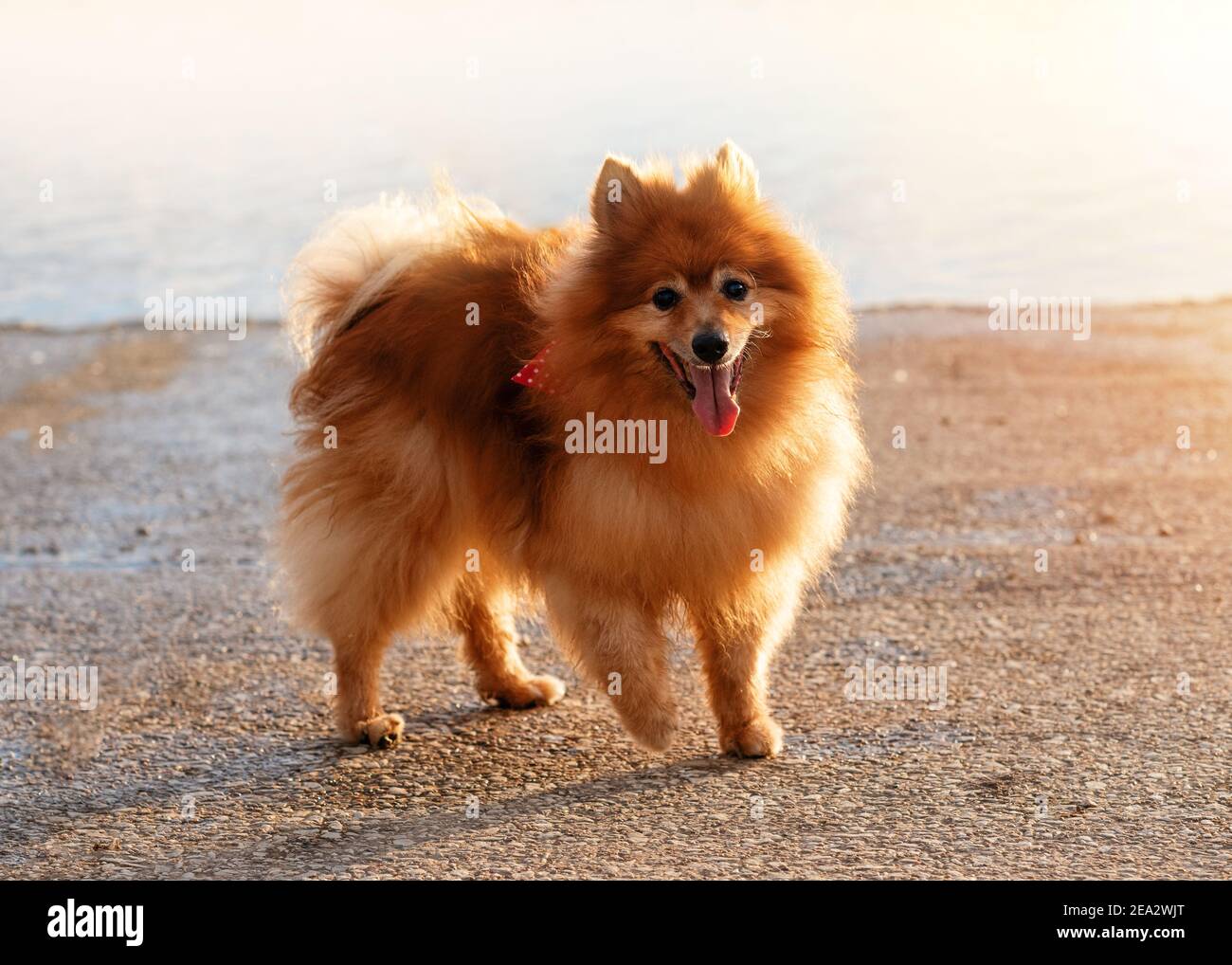 Red Spitz Pomeranian standing on the lake shore Stock Photo - Alamy