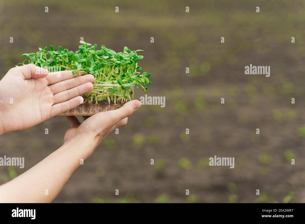 Microgreen with soil in hands closeup. Man touches green microgreen of
