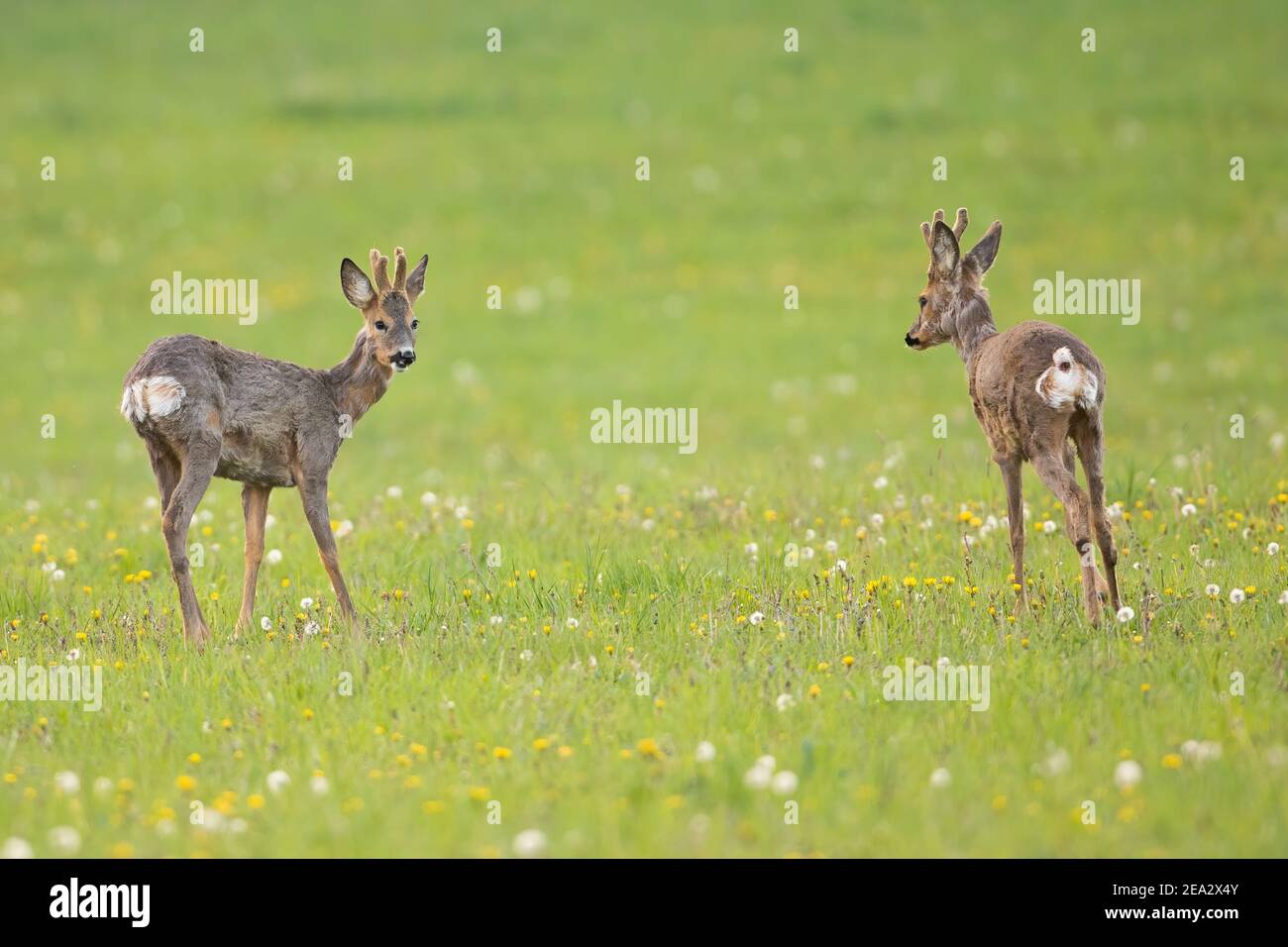 Two roe deer bucks standing on a meadow and looking on each other in spring Stock Photo