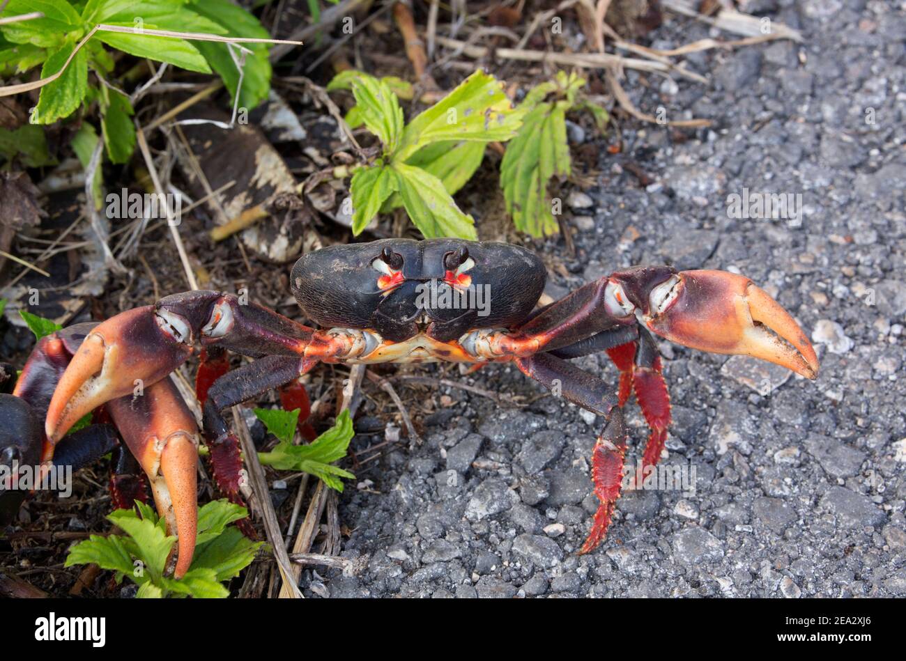 Cuban Land Crab, Gecarcinus ruricola, single adult, dark phase, on road, March, Playa Giron, Zapata, Cuba Stock Photo