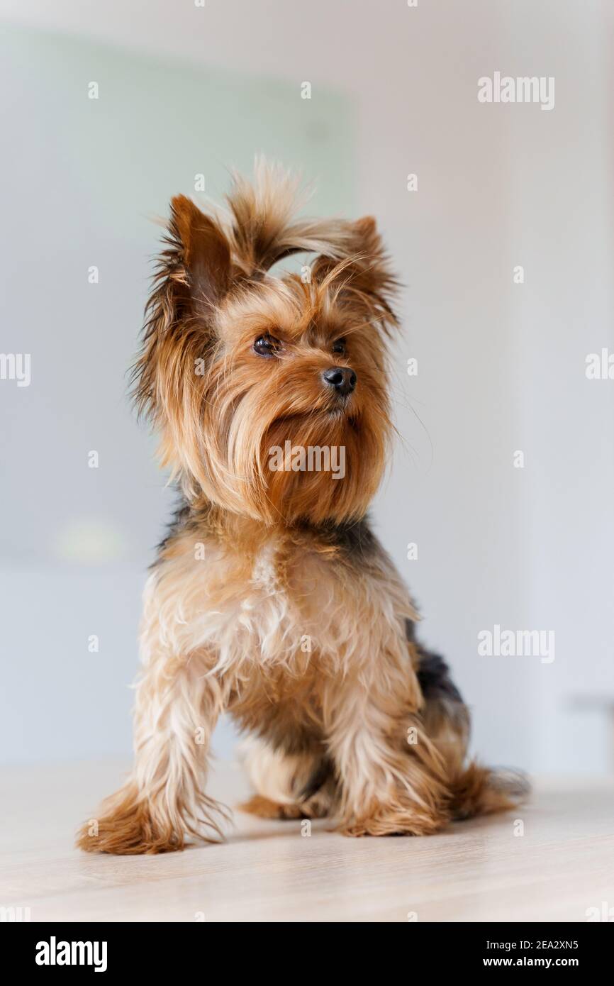 Chó nhỏ Yorkshire Terrier ngồi trên nền trắng đáng yêu - Hình ảnh về một chú chó nhỏ Yorkshire Terrier ngồi trên nền trắng sẽ khiến bạn liên tưởng đến một bức tranh tuyệt đẹp. Bạn sẽ yêu thích cảm giác thật yên tĩnh và bình an mà hình ảnh đó mang lại cho bạn.