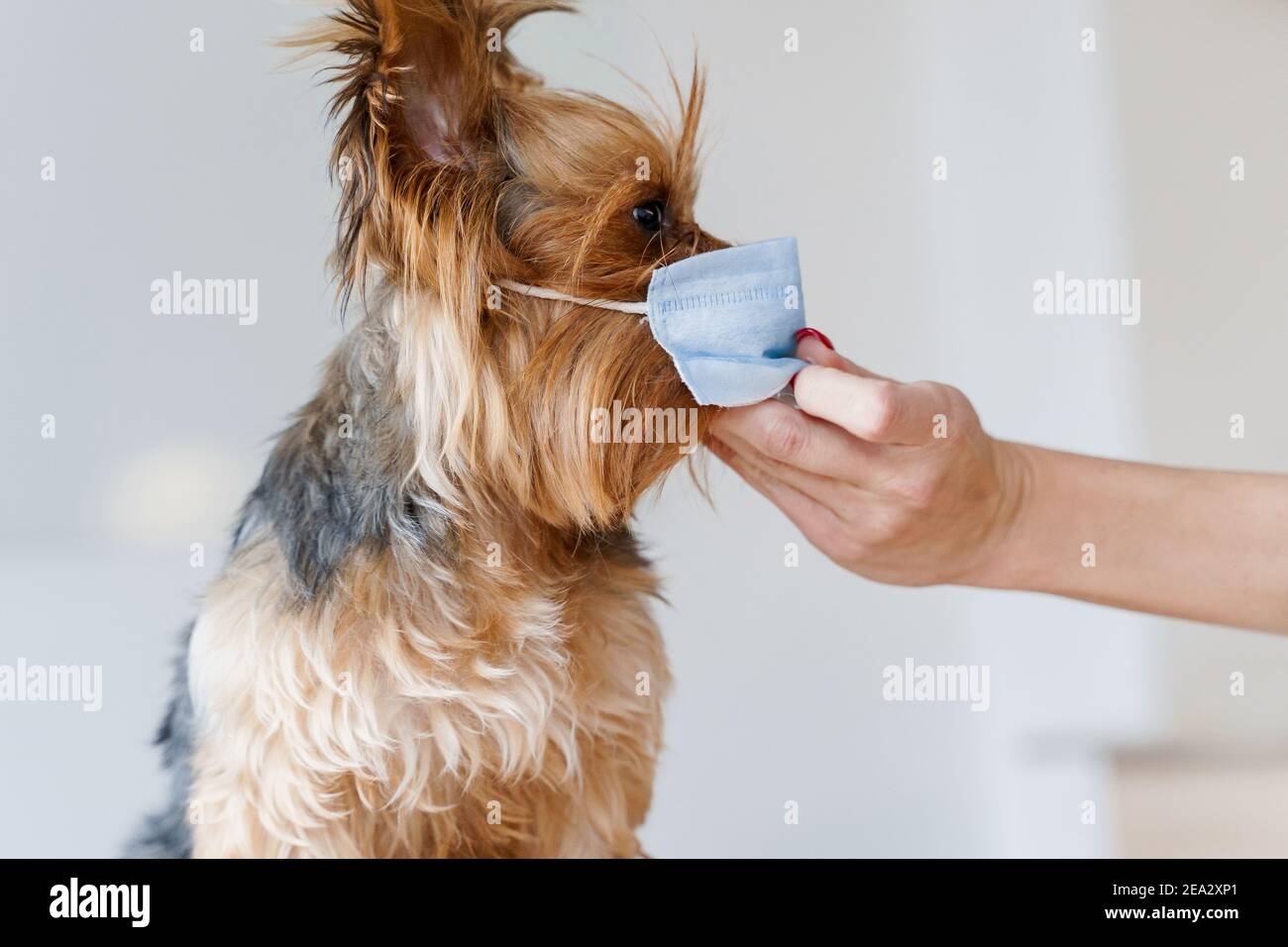 Yorkie Face Cover Yorkie Face Cover