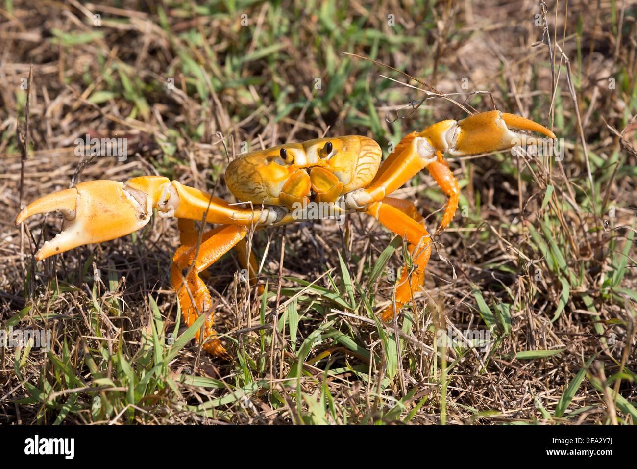 Cuban Land Crab, Gecarcinus ruricola, single adult orange phase, March