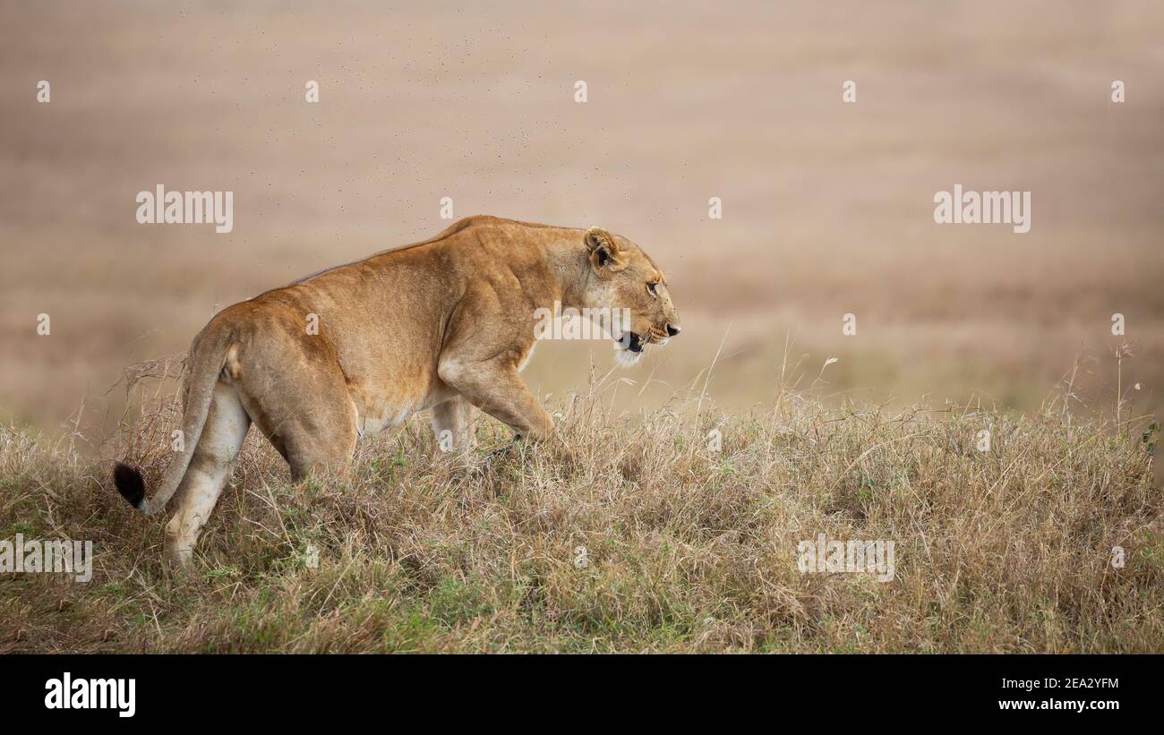 Close up of lioness walking on the grass, Masai Mara, Kenya Stock Photo