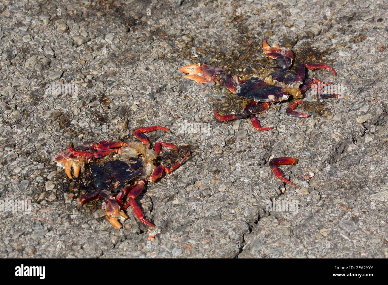 Cuban Land Crabs, Gecarcinus ruricola, two squashed dead on road, March, Playa Giron, Zapata, Cuba Stock Photo