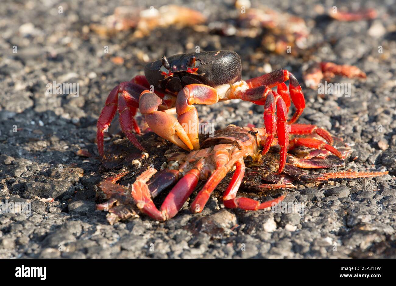 Cuban Land Crab, Gecarcinus ruricola, single adult feeding on dead crab on road, March, Playa Giron, Zapata, Cuba Stock Photo