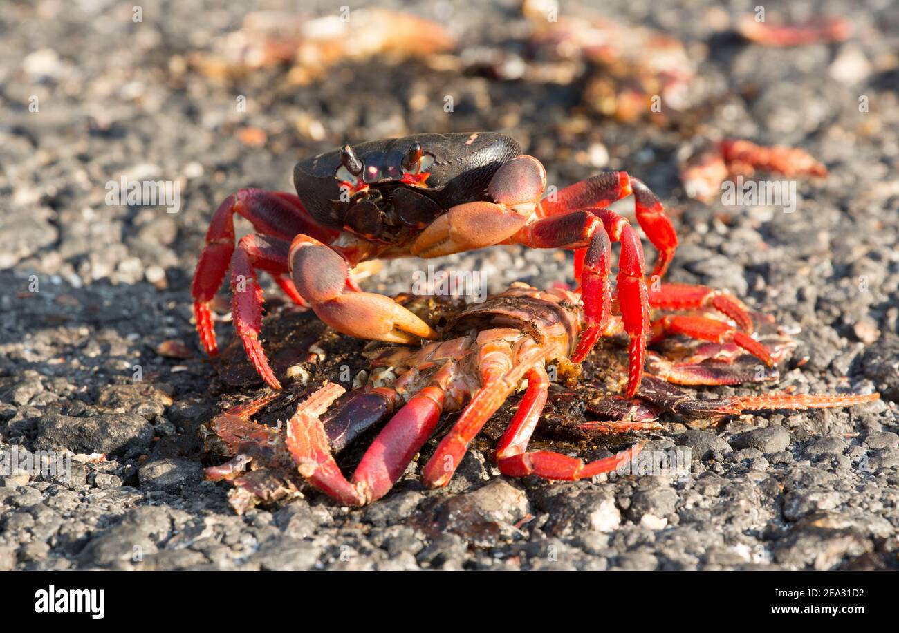 Cuban Land Crab, Gecarcinus ruricola, single adult feeding on dead crab