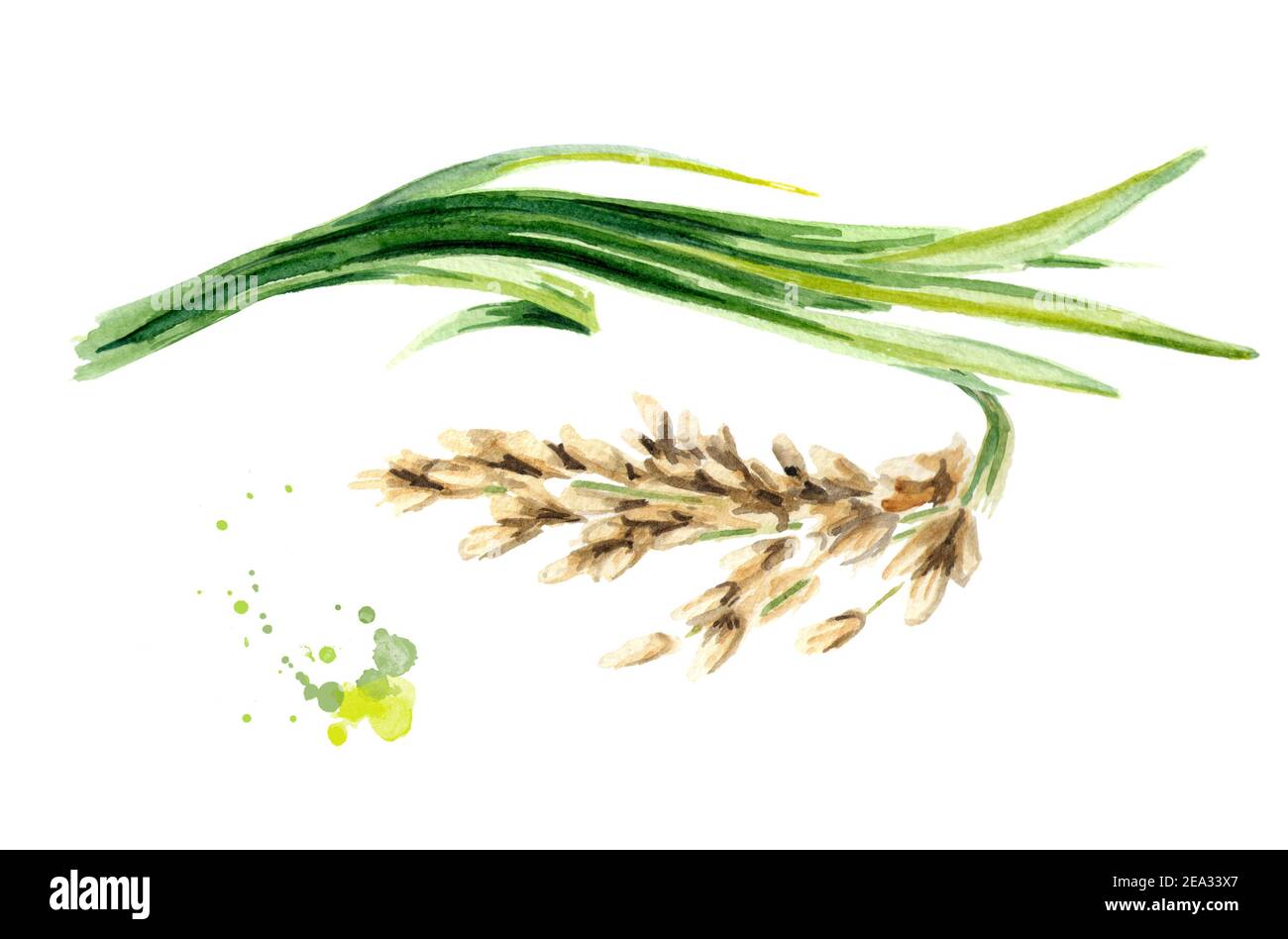 Rice plant. Watercolor hand drawn illustration, isolated on white