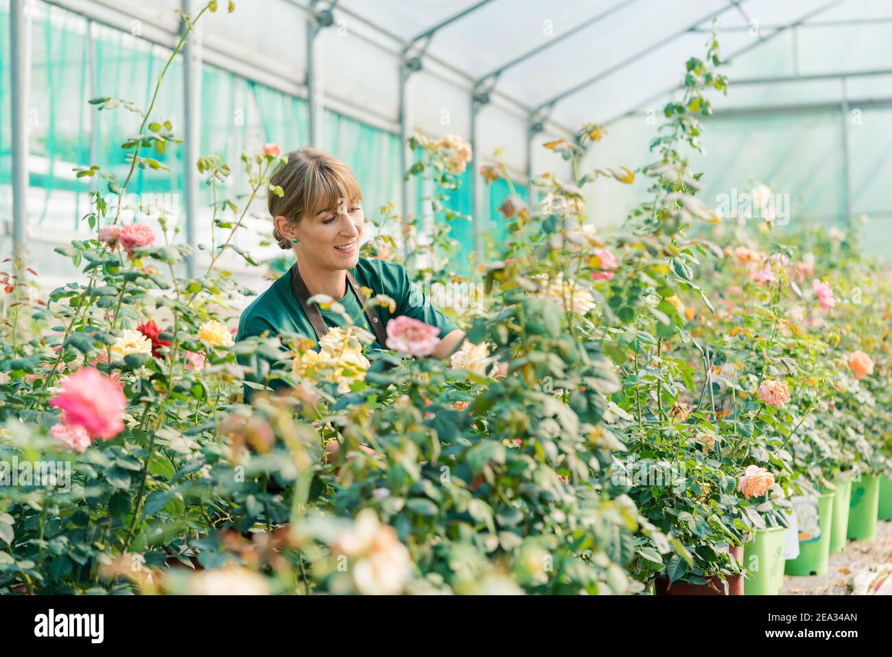 Commercial roses hi-res stock photography and images - Alamy