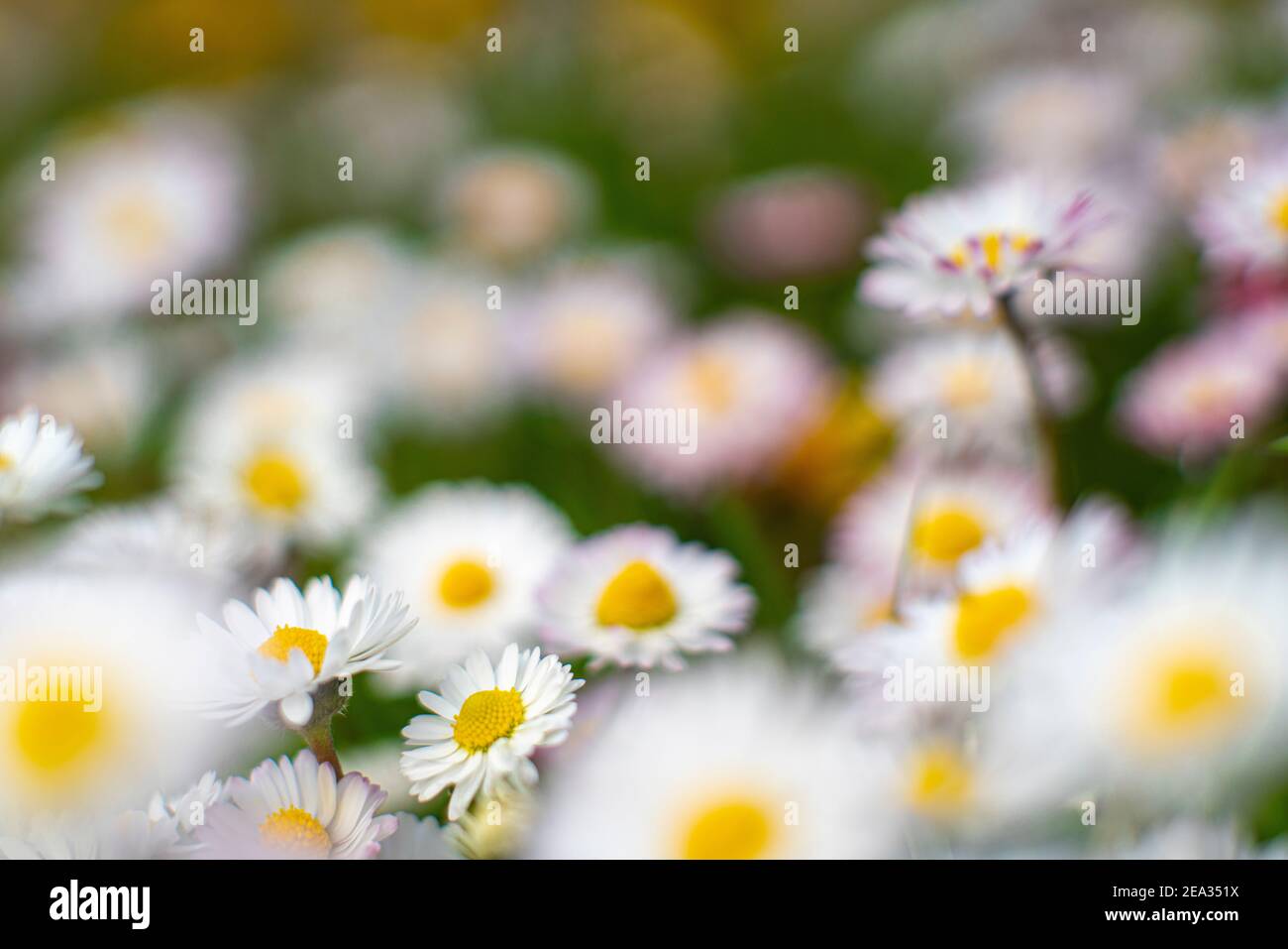 Spring and Summer Flower Bed Macro Landscape Scene Stock Photo - Alamy