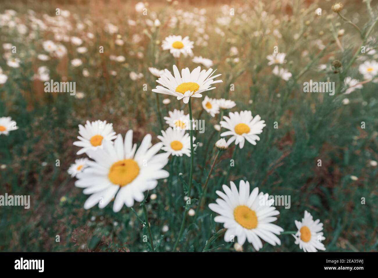 Chamomile plant blooms in a field of wild plants. Useful plants and folk medicine Stock Photo