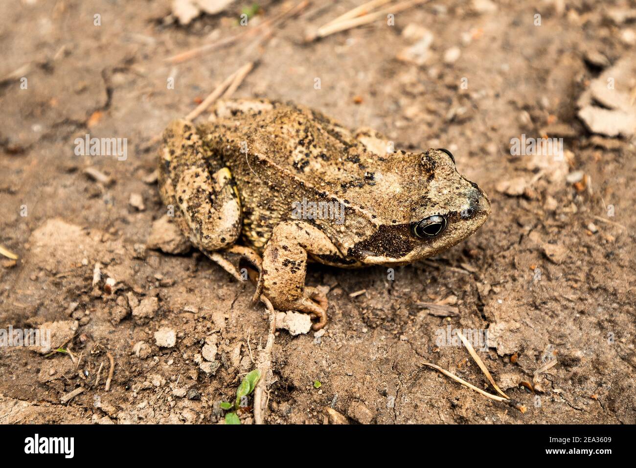 A toad with camouflage paint almost merges in color with a road in a swampy area Stock Photo