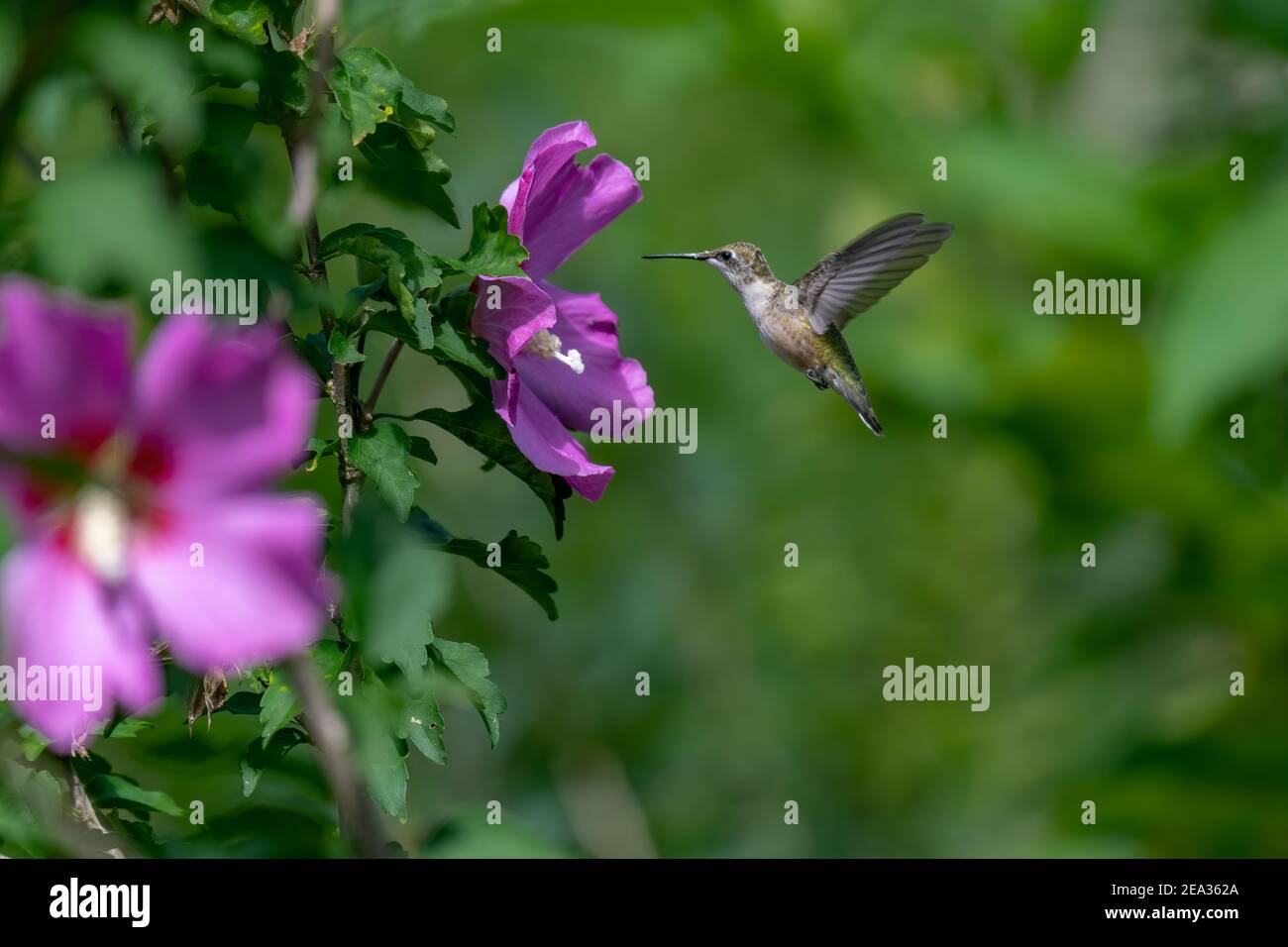 A Beautiful Ruby Throated Hummingbird feeding on a Wild Flower Stock Photo