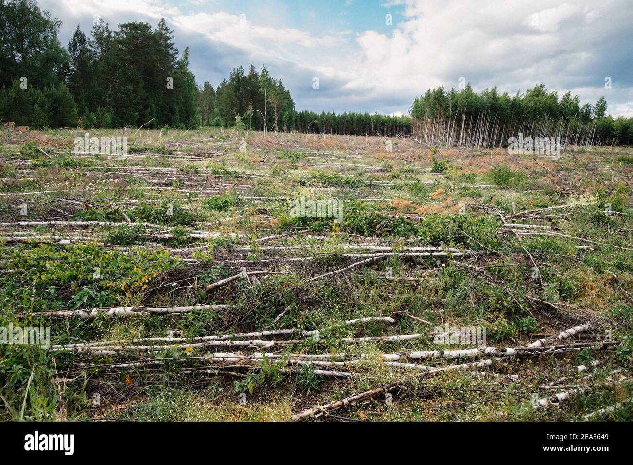 Cutting down and thinning trees in a large clearing in the forest