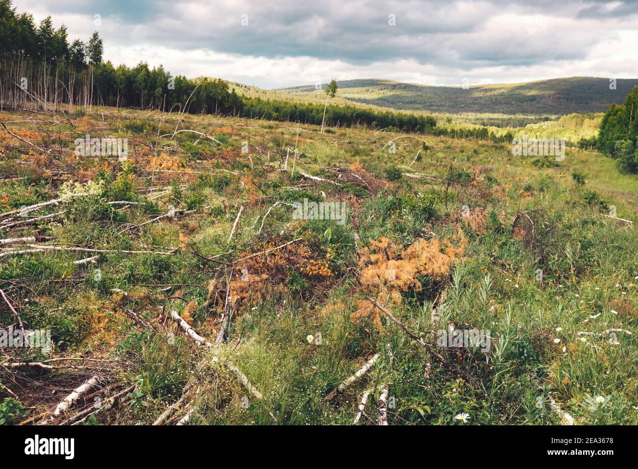 Cutting down and thinning trees in a large clearing in the forest