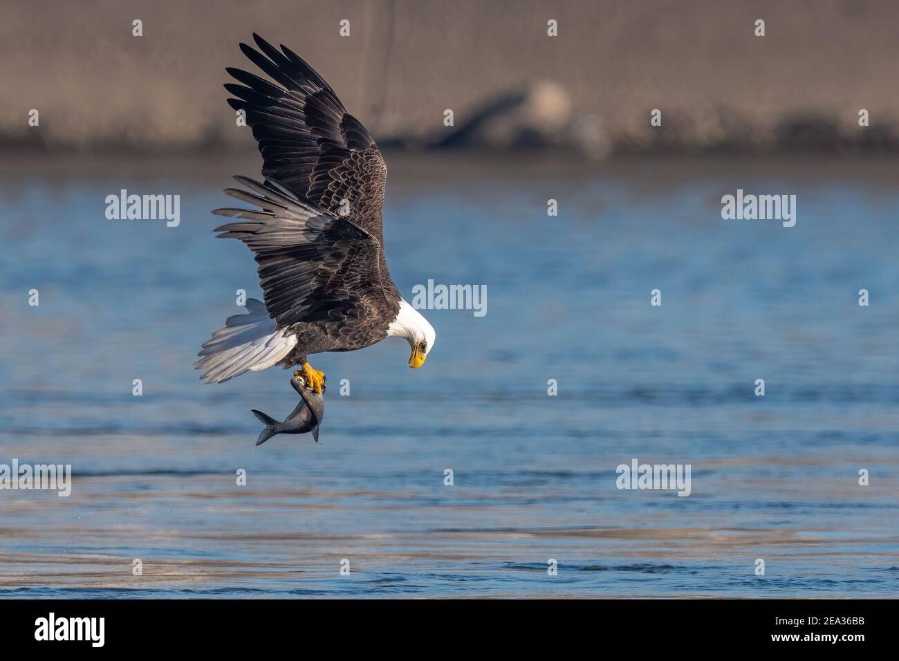 American bald eagle swooping down to grab a fish in conowingo dam Stock Photo