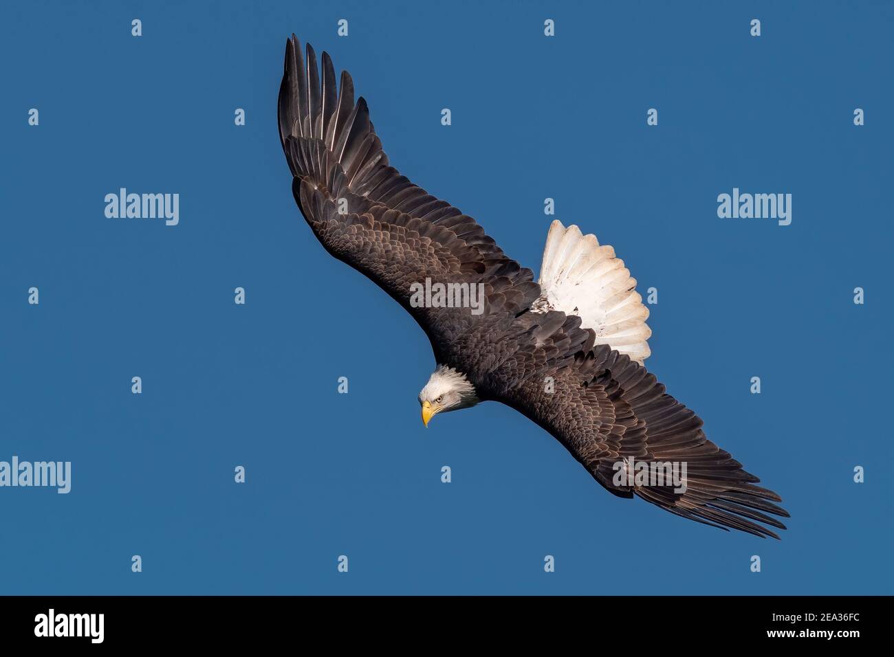 Bald Eagle Flying over the Susquehanna River Stock Photo
