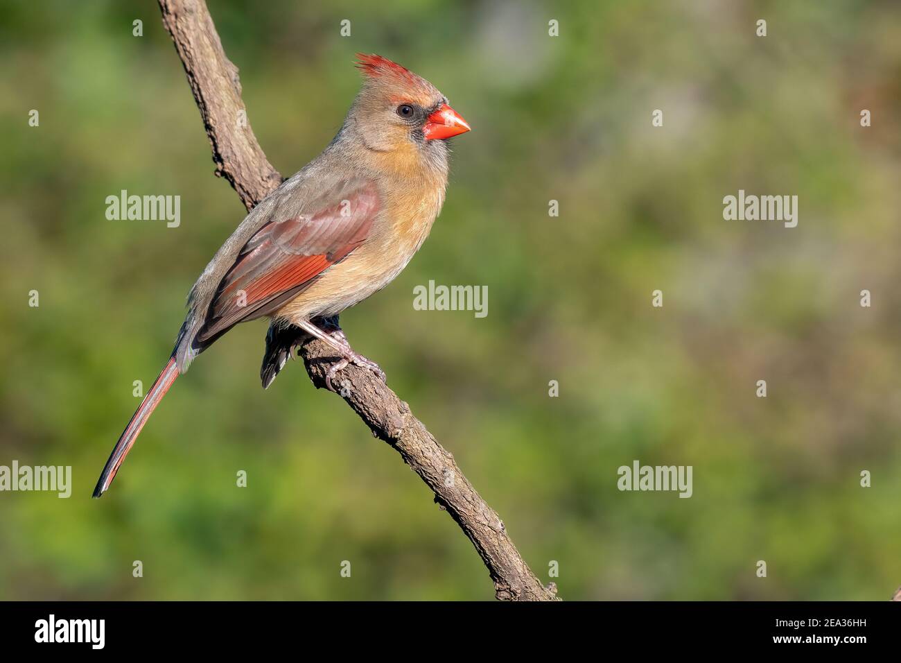 Colorful female cardinal Cardinalis cardinalis perched on a branch Stock Photo
