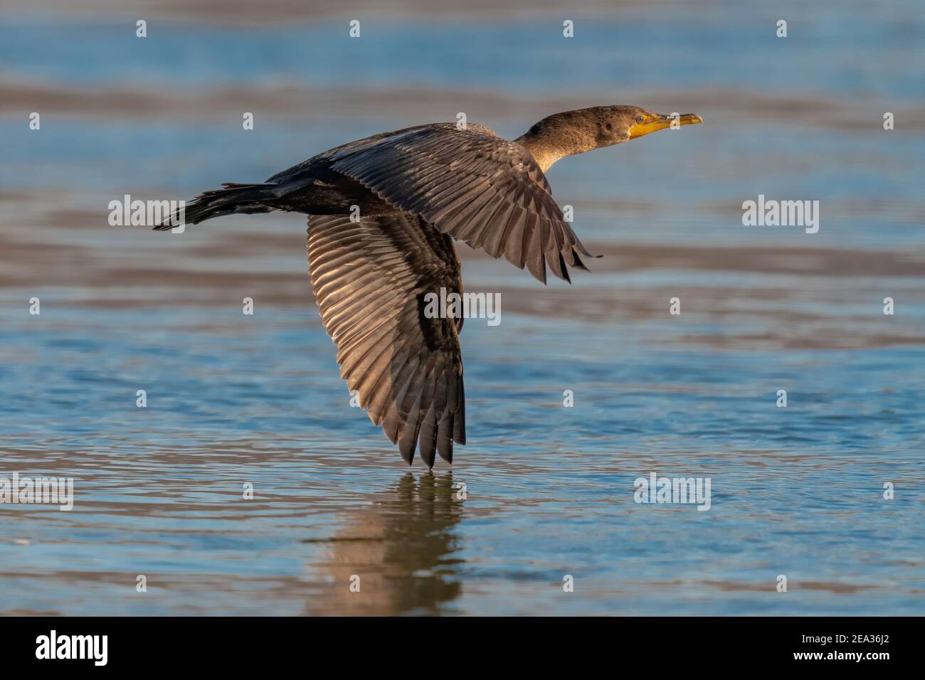 double crested cormorant Flying in the Blue Sky over the Susquehanna River Stock Photo