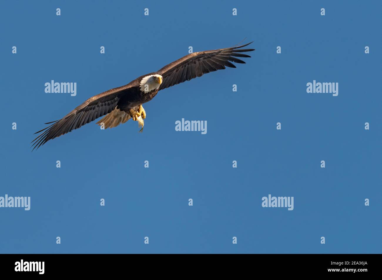 Bald Eagle with a Fish in its Talons over the Susquehanna River Stock Photo