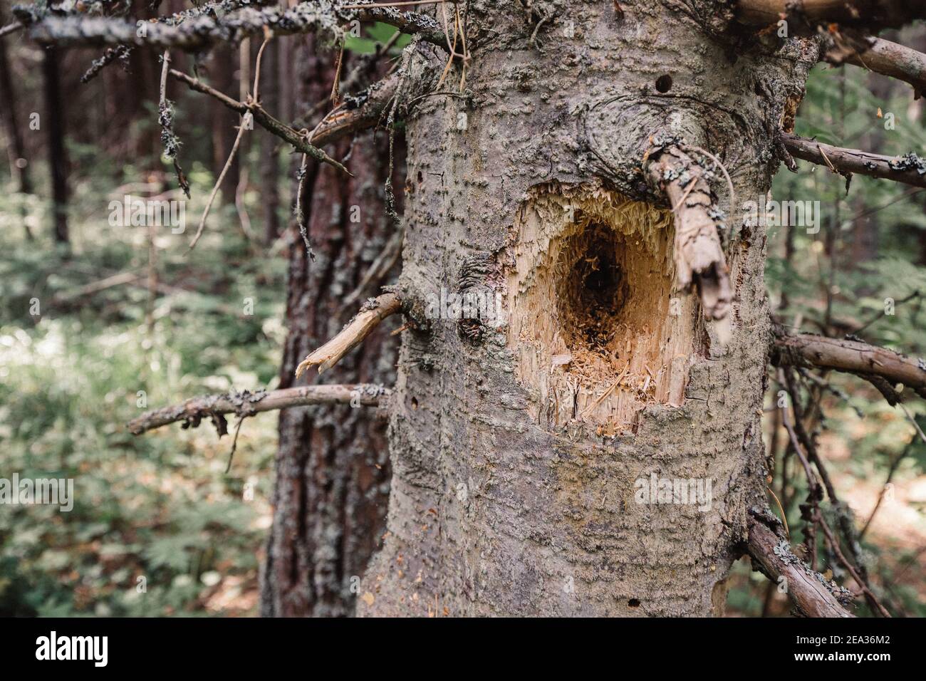 Holes from a woodpecker and a hollow tree in a dead spruce. Concept of parasites and pests, and bird watching Stock Photo