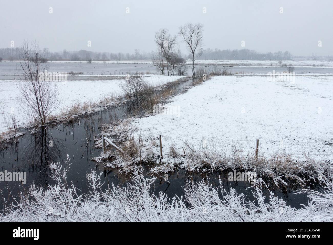 Nature reserve Bourgoyen-Ossemeersen in the snow during snowfall in winter, Mariakerke near Ghent, East Flanders, Belgium Stock Photo