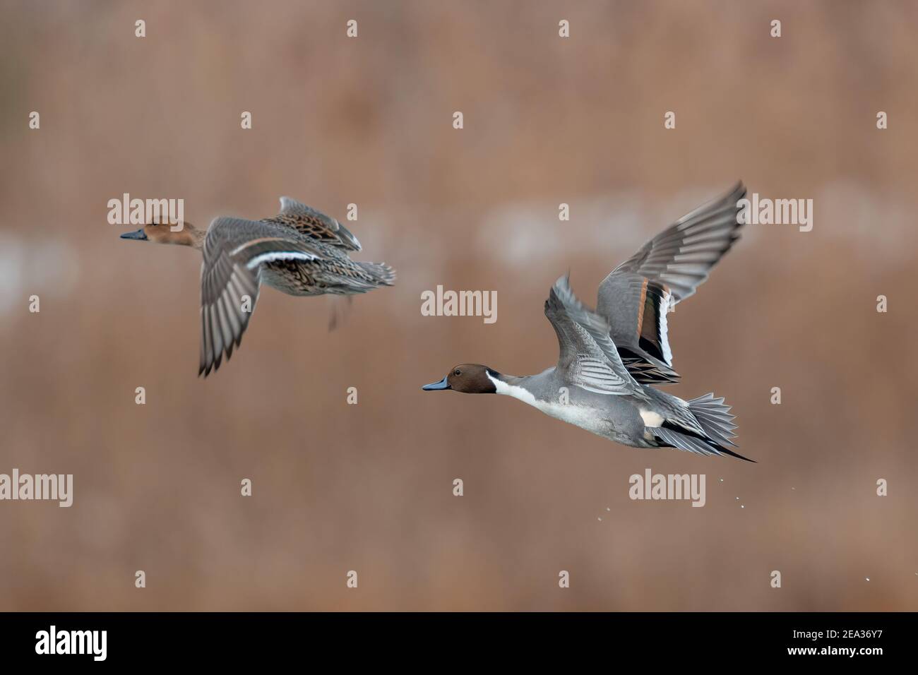 Northern Pintail pair in flight over wetland habitat Stock Photo