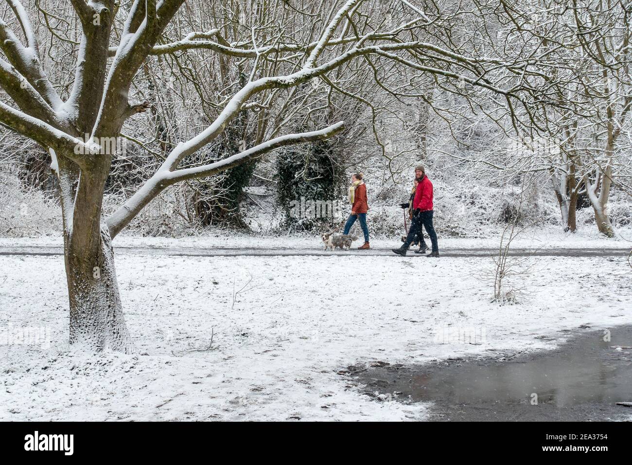 Walkers walking with dogs in the snow in forest during freezing weather