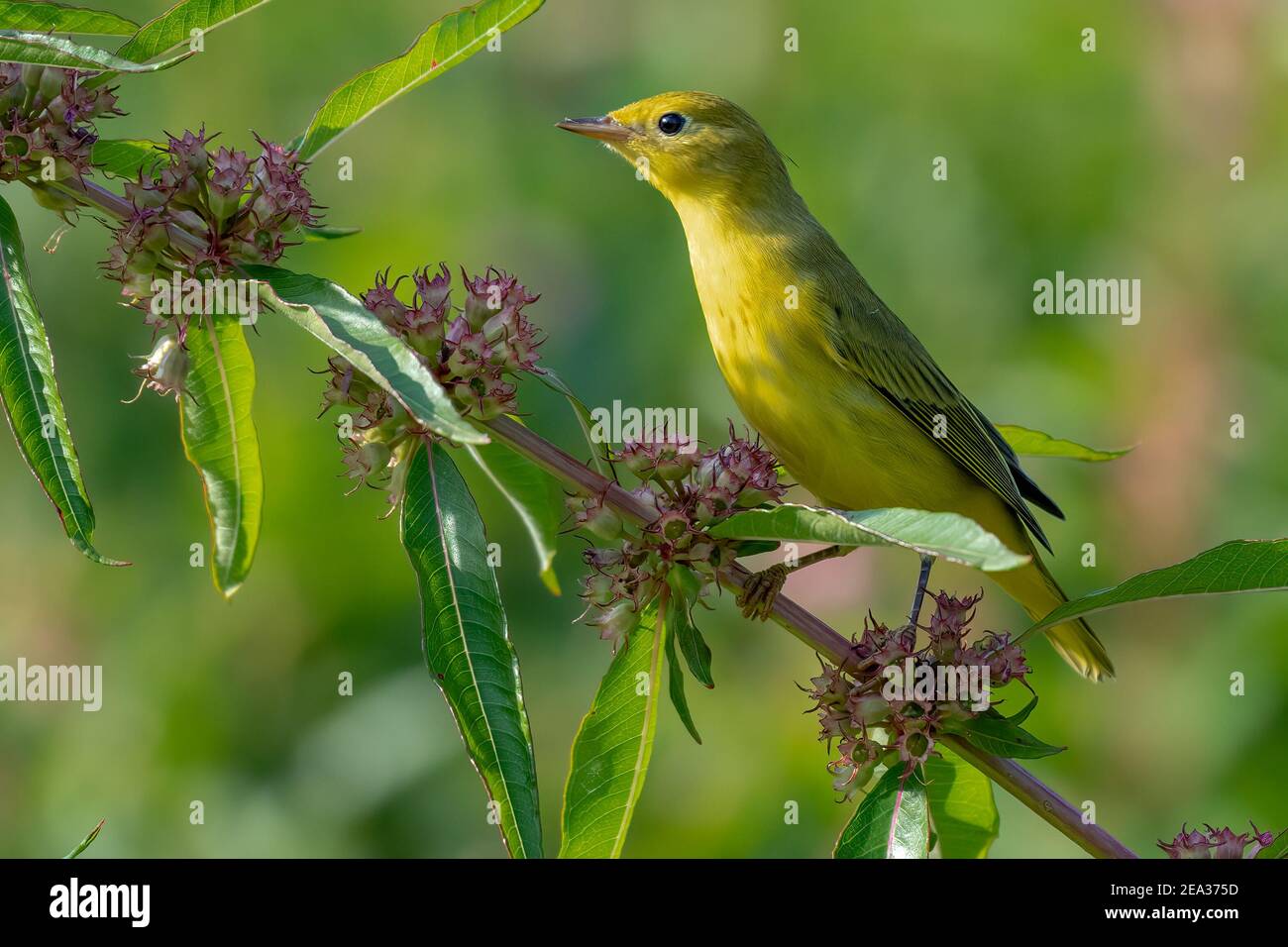Yellow Warbler perched on a branch during spring migration Stock Photo