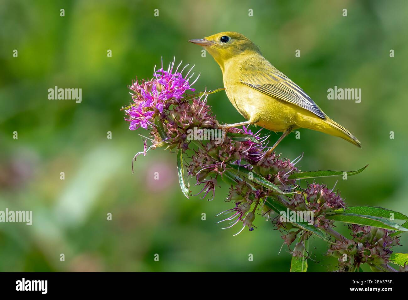 Yellow Warbler perched on a branch during spring migration Stock Photo