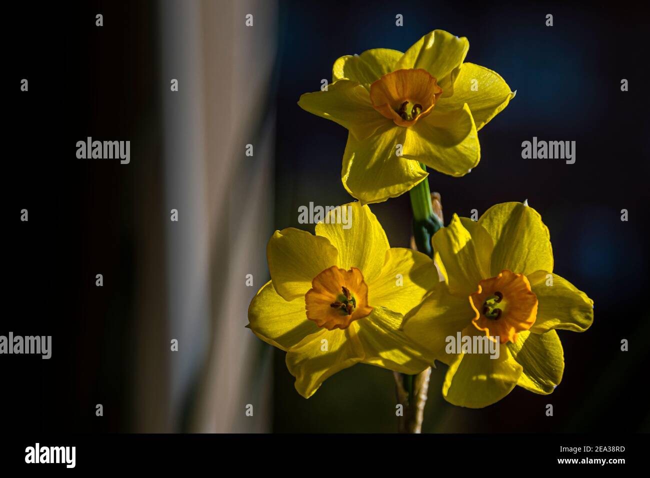 close-up branch with three yellow flowers in twilight. Stock Photo